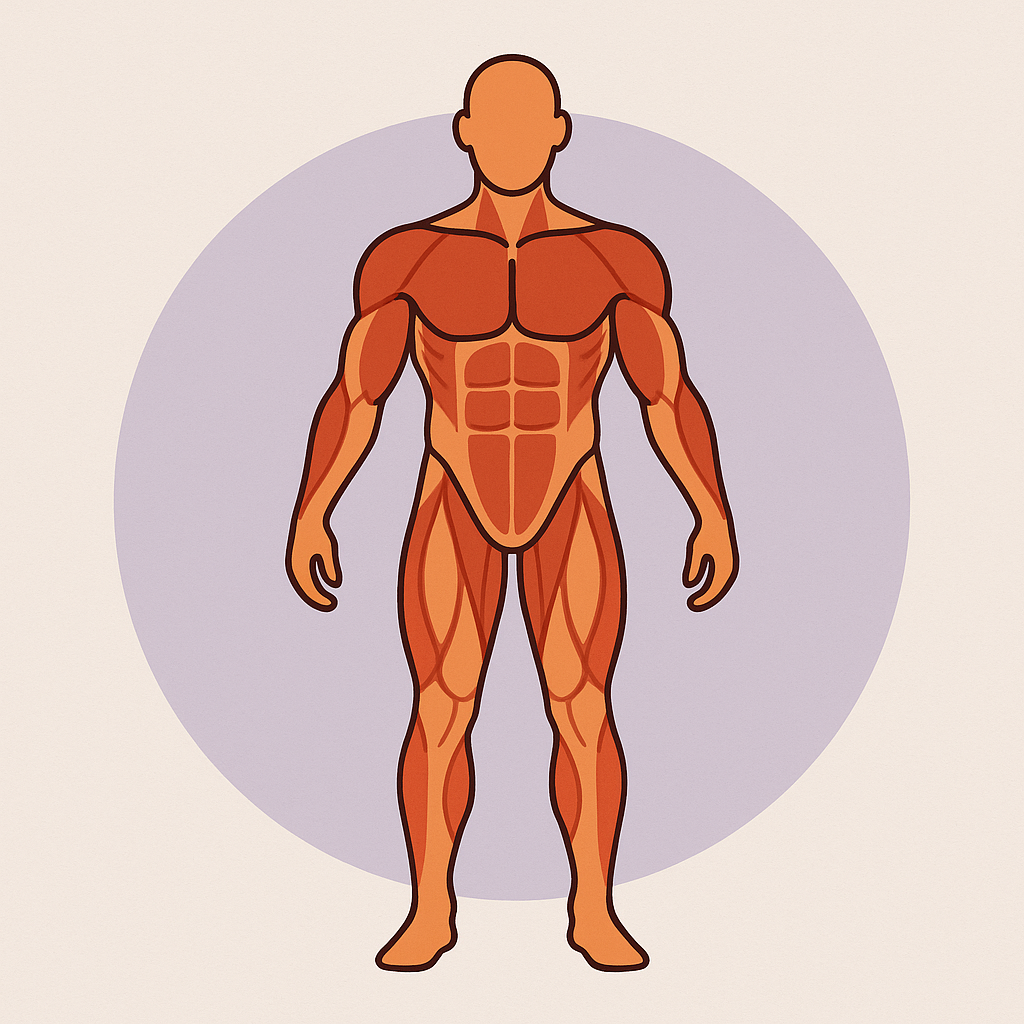  Esquema ilustrado del cuerpo humano con grupos musculares diferenciados por colores